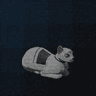 Biosynthetic Pet Prototype